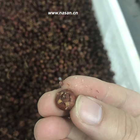Brown Berry Dryer